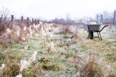 Schafwolle gegen Wildverbiss