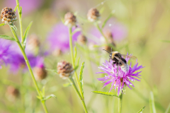 Wildbienen und Co