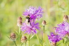 Wildbienen und Co