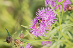 Wildbienen und Co