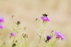 Wildbienen und Co