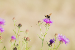 Wildbienen und Co