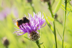 Wildbienen und Co