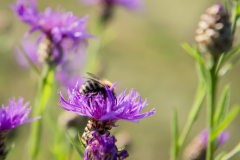 Wildbienen und Co