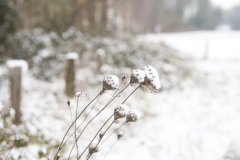 Winter Januar/Februar 2025