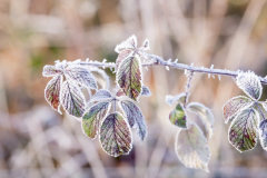 Winter Januar/Februar 2025