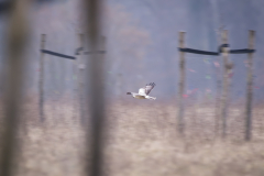 Winter Januar/Februar 2025