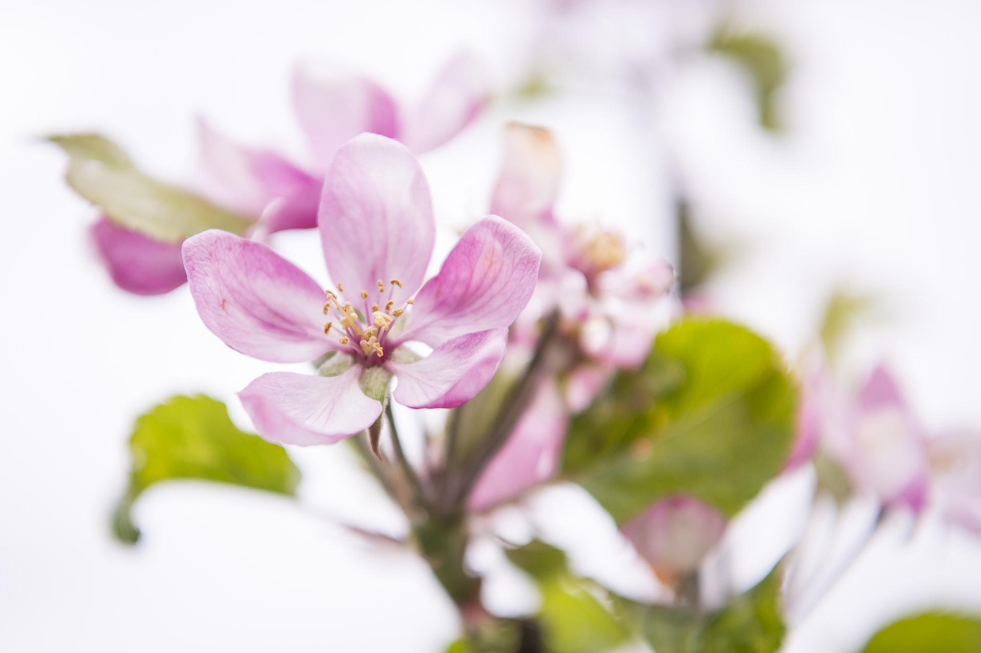 Obstblüte – trotz Spätfrost