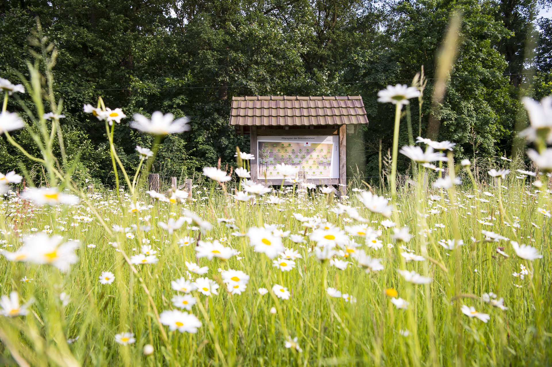 Farbenfrohes Blütenmeer