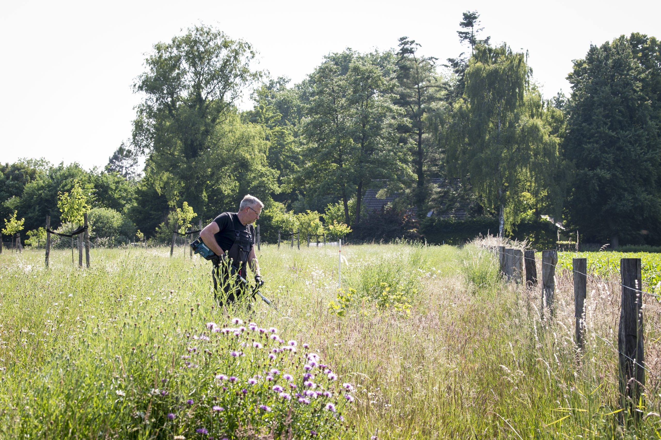 Freischneiden der Heckenpflanzen